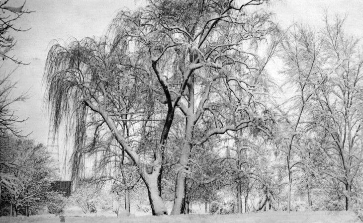 Old Willow historical